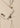 2000049777947-3-FS25-Dantendorfer-Boglioli-43_MEN_SUIT_be03fb29-9ace-4ea0-8f2c-f194d0f42ea9.jpg